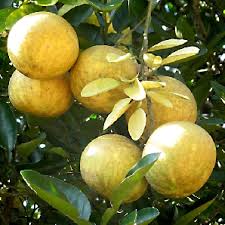 bengali fruit bel in english