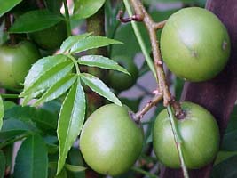 FEATURED TREE OF THE MONTH: LIBAS Spondias Pinnata, Locally, 53% OFF